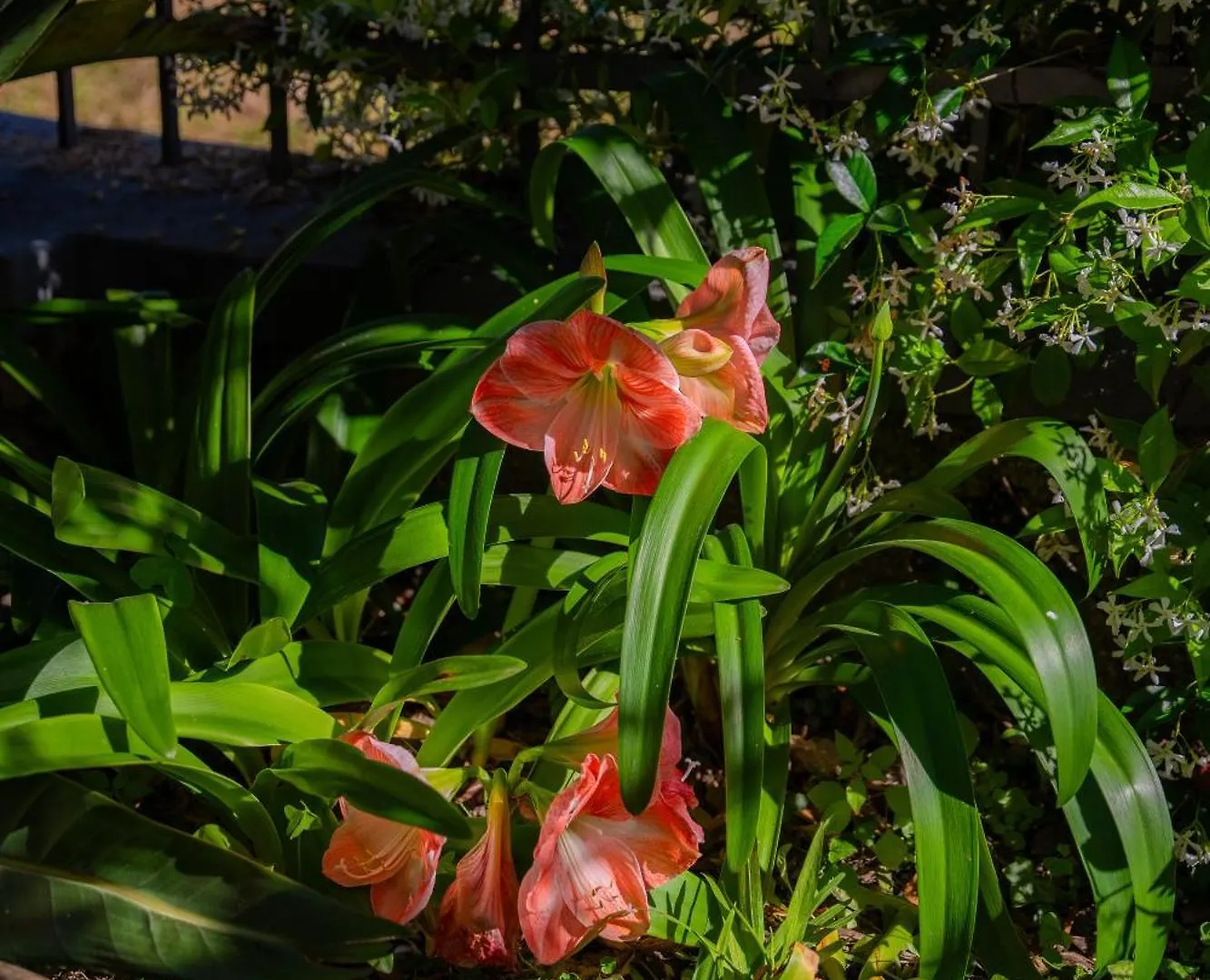 Bed & Breakfast Villa Mafalda Pietra Ligure